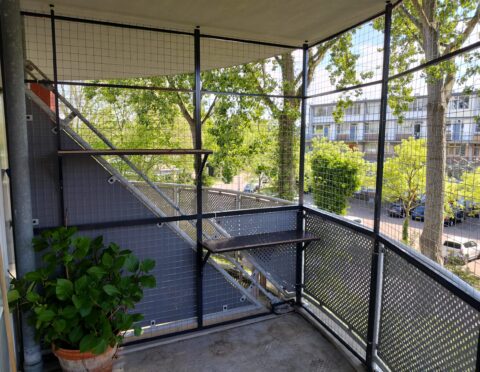 Kattenren op een balkon in Leiden